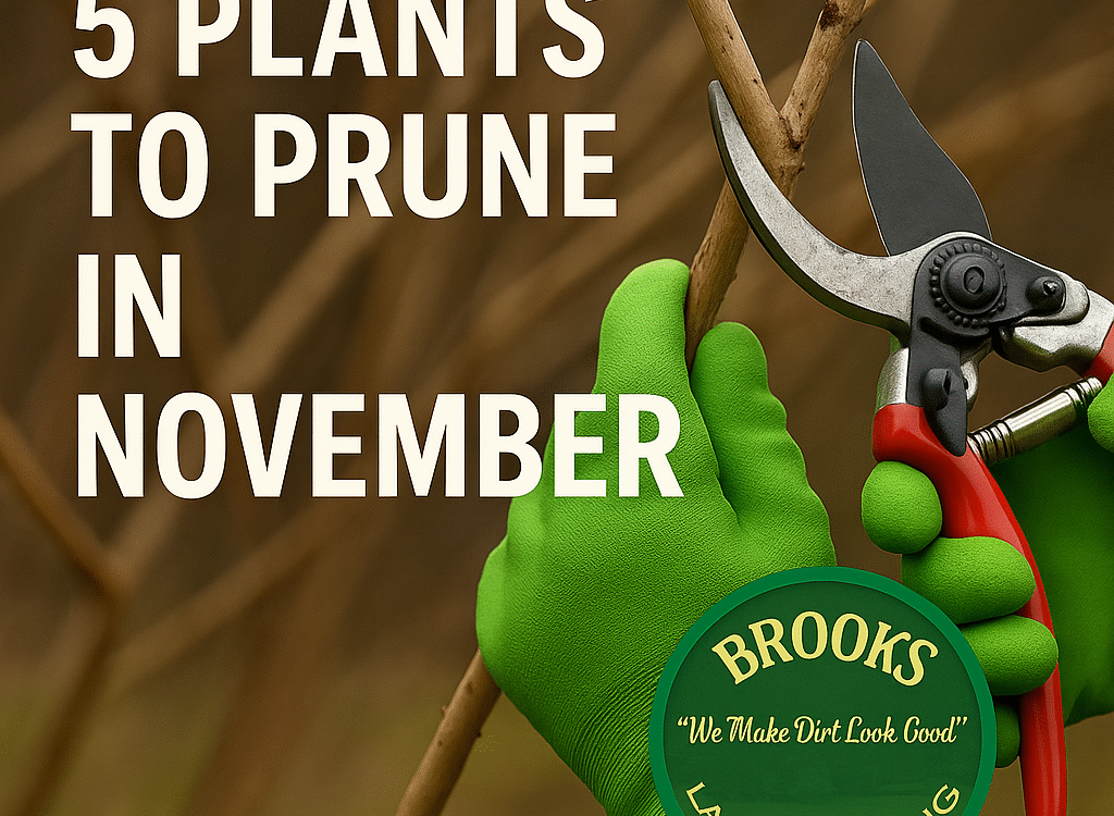 Learn which 5 plants to prune in November for a healthy spring bloom. The Dirt Doctor® from Brooks Landscaping shares expert tips for Georgia homeowners in Paulding County.