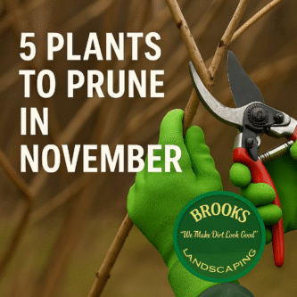 Learn which 5 plants to prune in November for a healthy spring bloom. The Dirt Doctor® from Brooks Landscaping shares expert tips for Georgia homeowners in Paulding County.